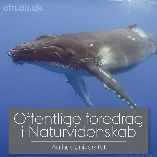 Offentlige foredrag i Naturvidenskab: Med havets kæmper på jagt