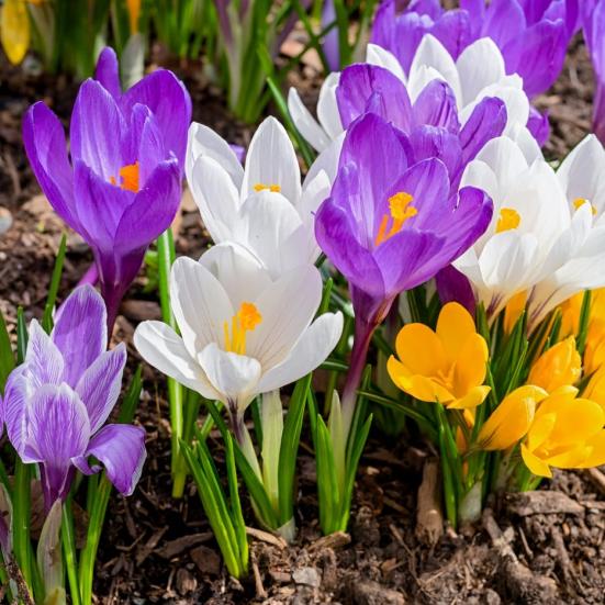 Krokos i flere farver kommer op af jorden