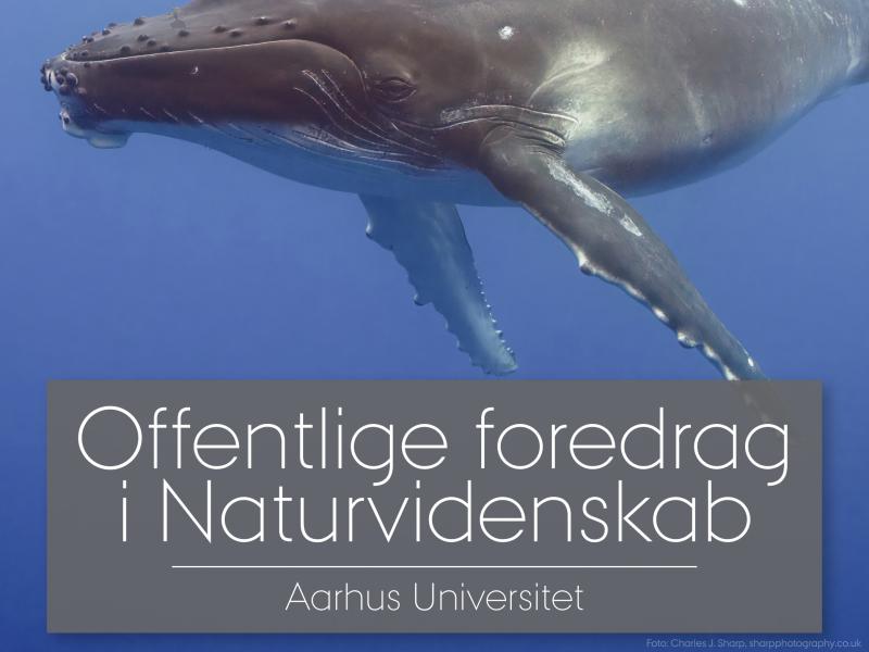 Offentlige foredrag i Naturvidenskab: Med havets kæmper på jagt
