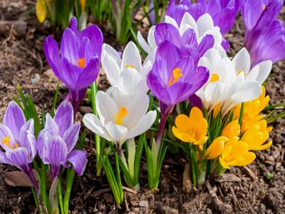 Krokos i flere farver kommer op af jorden