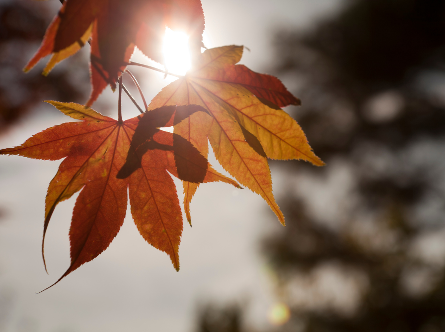 Efterårsblad og solskin